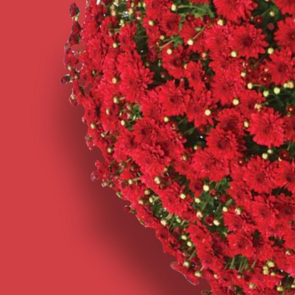 389 Mum Red Radiant Red - View 15 from www redcrocus com