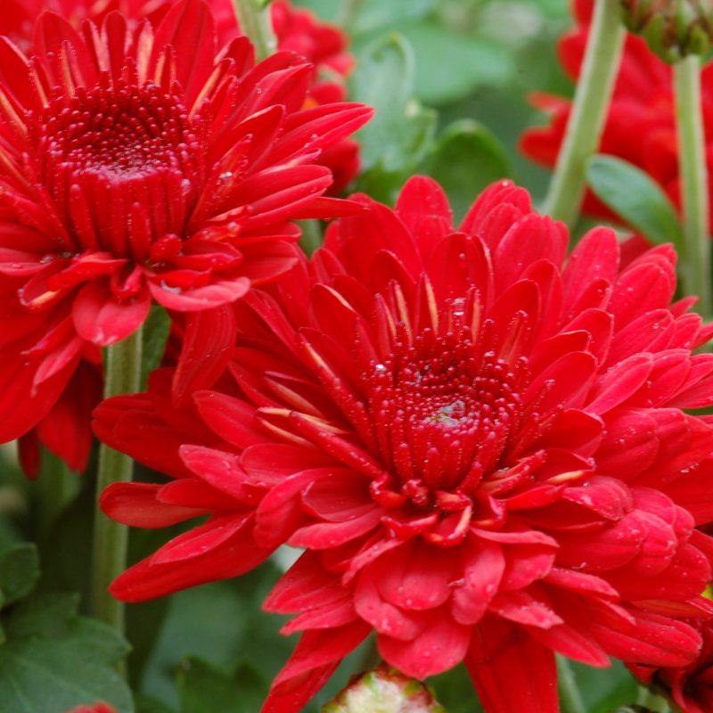 389 Mum Red Radiant Red - View 1 from www redcrocus com