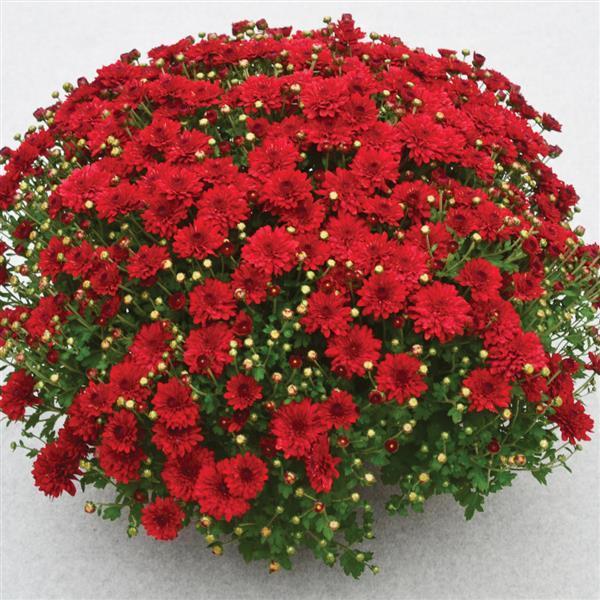 389 Mum Red Radiant Red - View 4 from www redcrocus com