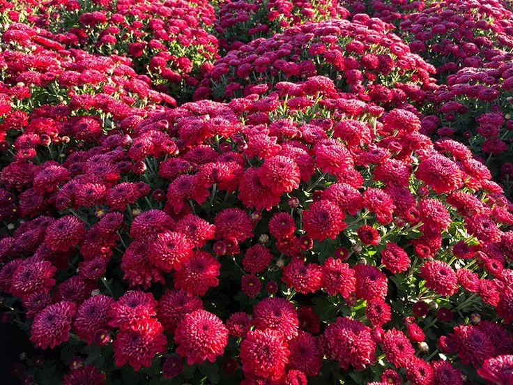 389 Mum Red Radiant Red - View 6 from www redcrocus com