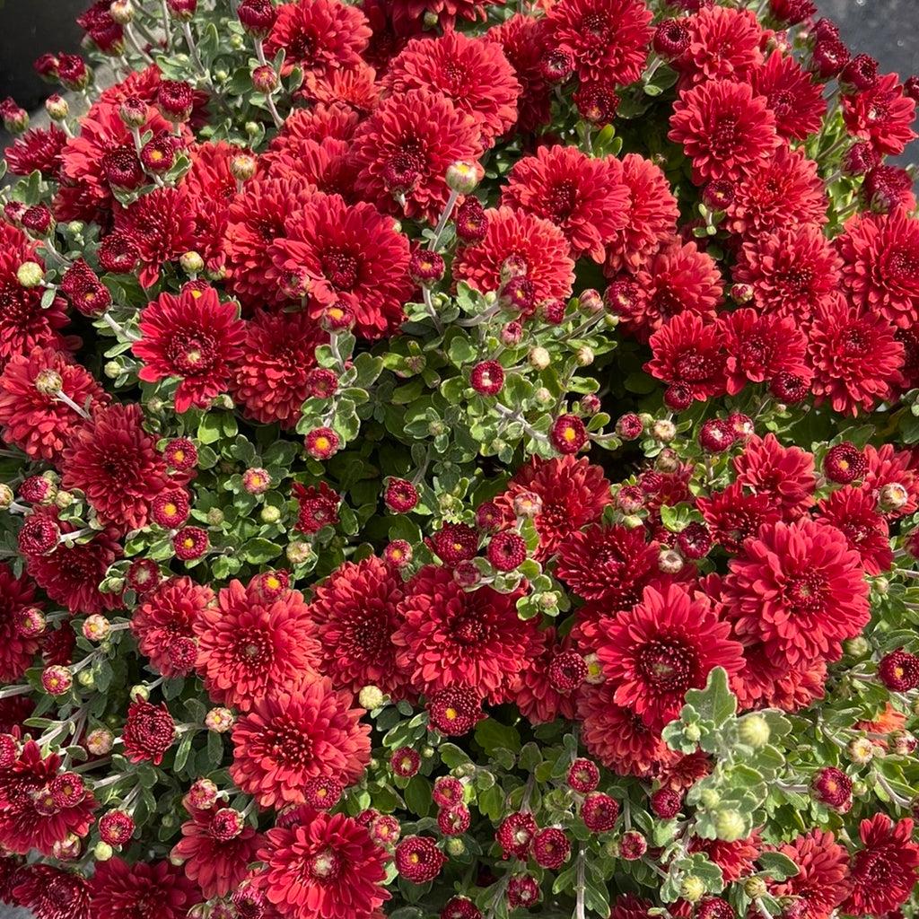 389 Mum Red Radiant Red - View 8 from www redcrocus com