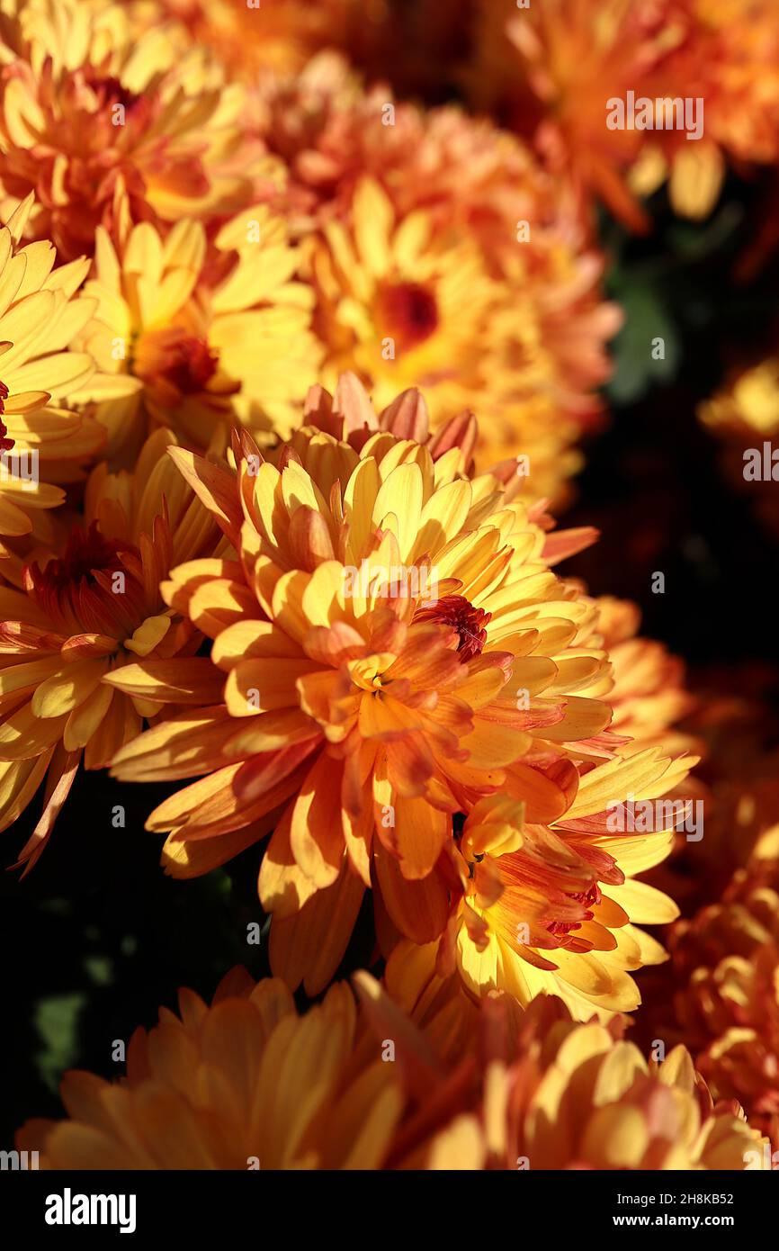 410 Mum Bronze Autumn Glow Bronze - View 10 from www redcrocus com