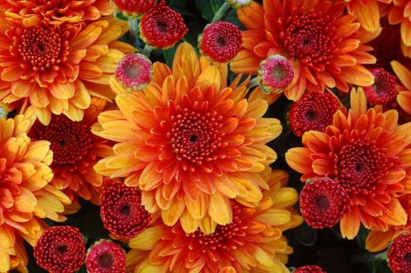 410 Mum Bronze Autumn Glow Bronze - View 5 from www redcrocus com