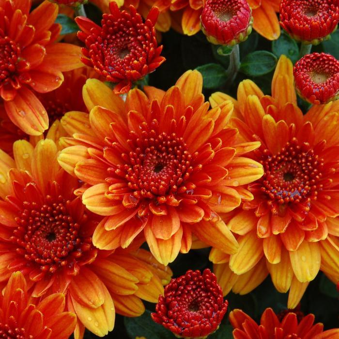 410 Mum Bronze Autumn Glow Bronze - View 7 from www redcrocus com