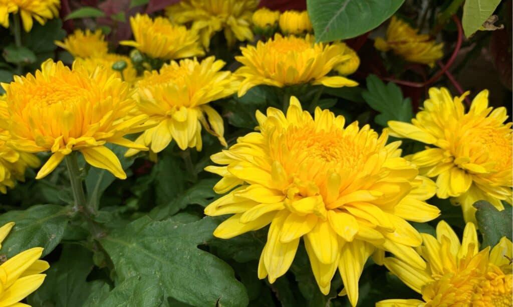 413 Mum Yellow Buttercup Yellow - View 9 from www redcrocus com