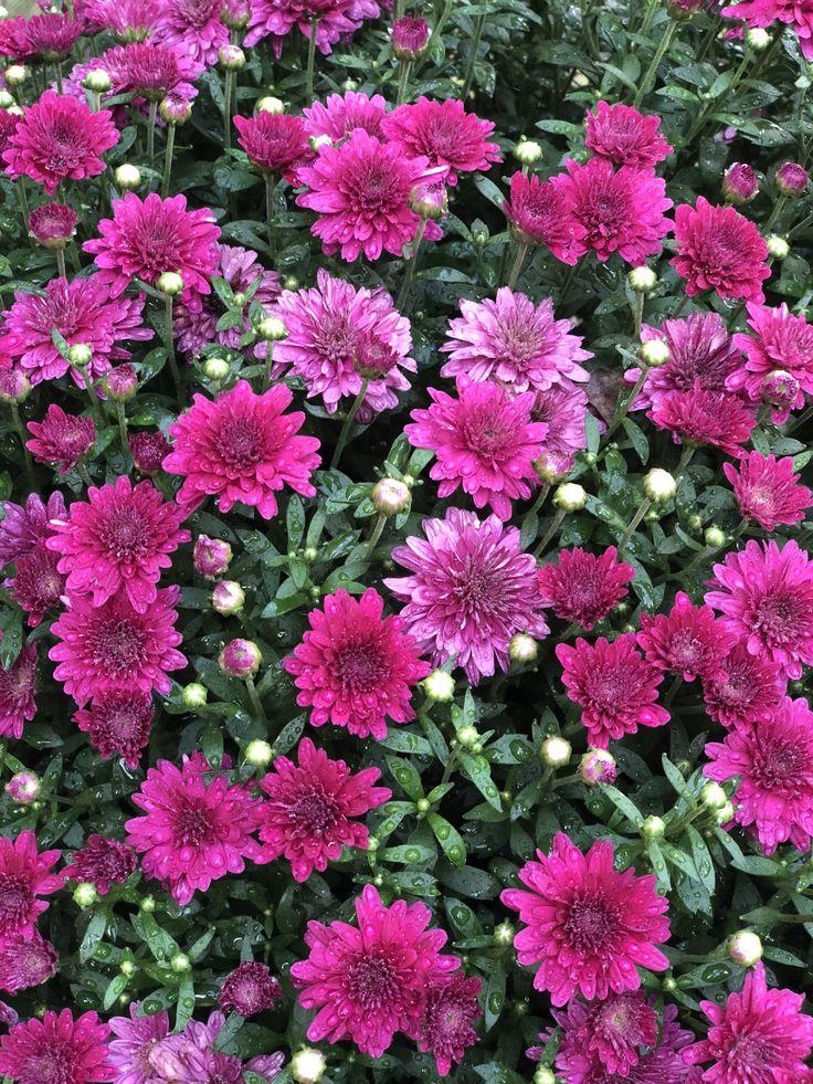 419 Mum Purple Patty Purple - View 11 from www redcrocus com