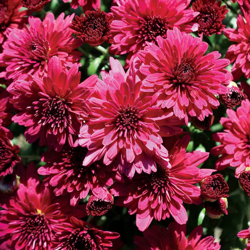 419 Mum Purple Patty Purple - View 8 from www redcrocus com