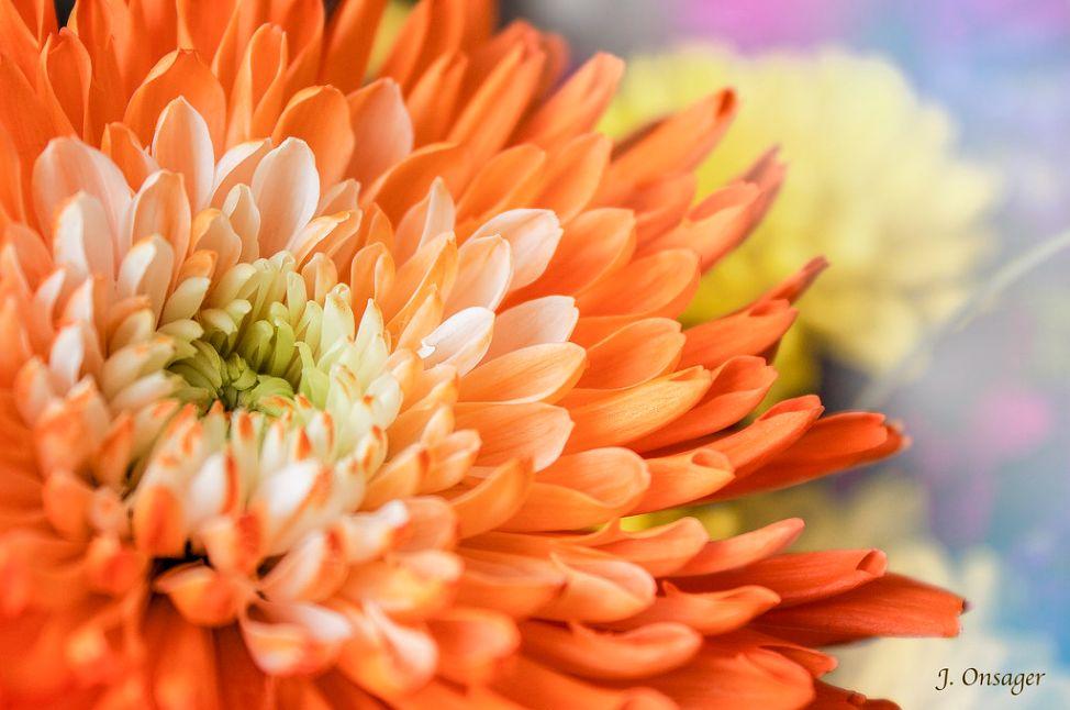 420 Mum Orange Perfectly Orange - View 8 from www redcrocus com