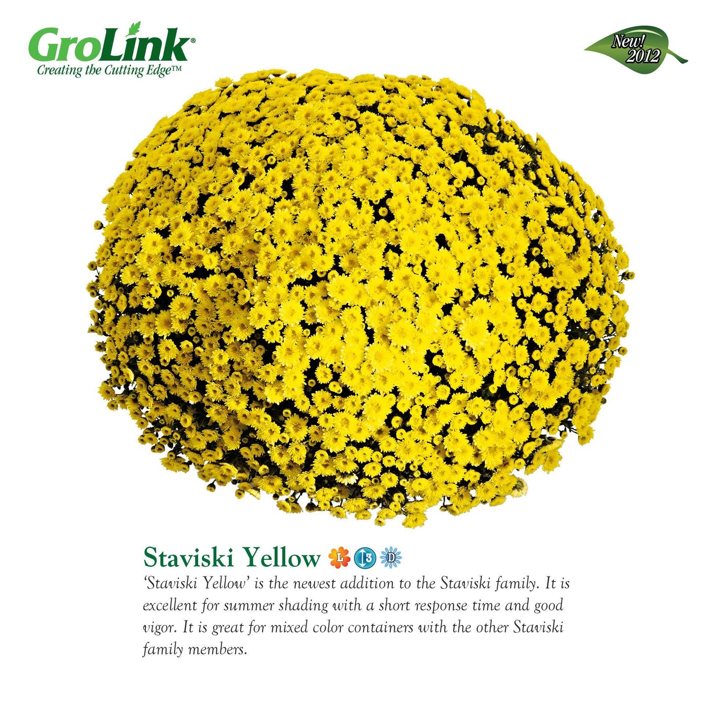 432 Mum Yellow Staviski Yellow - View 1 from www redcrocus com
