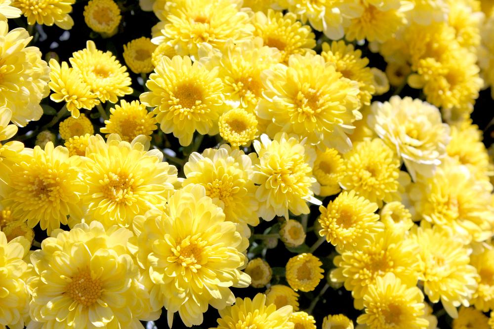 432 Mum Yellow Staviski Yellow - View 2 from www redcrocus com