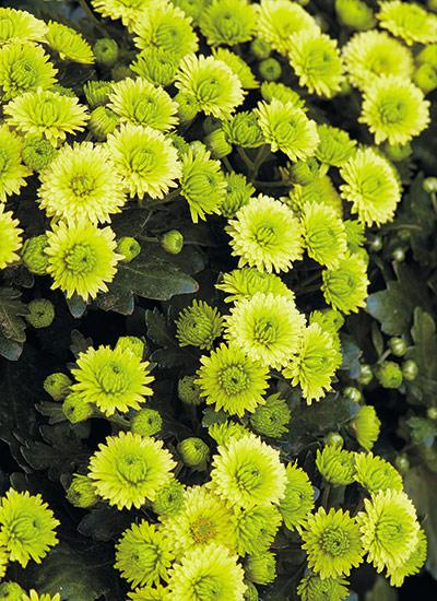 452 Mum Yellow Key Lime - View 2 from www redcrocus com