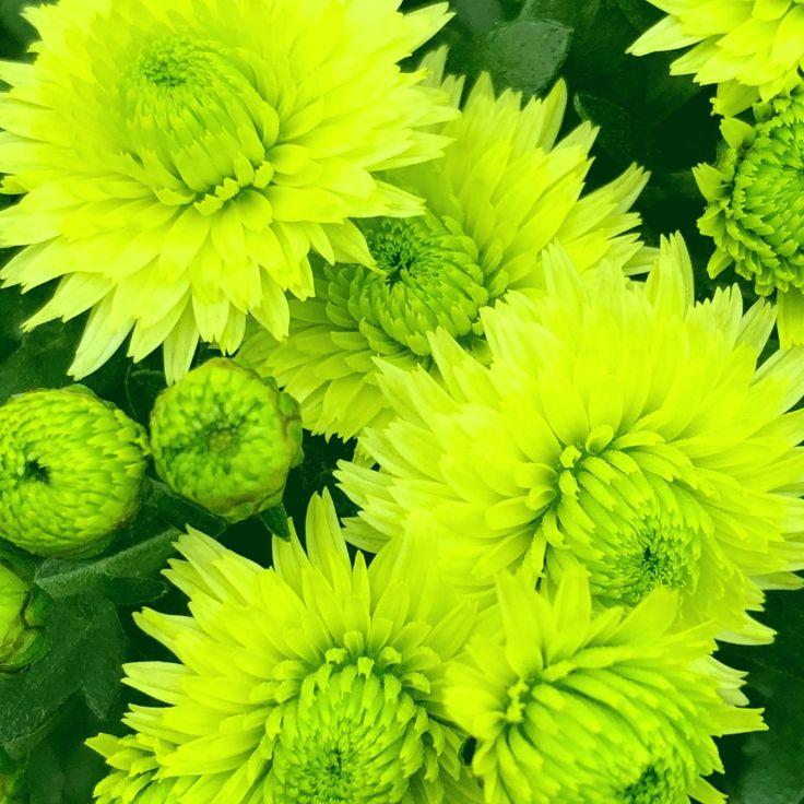 452 Mum Yellow Key Lime - View 3 from www redcrocus com