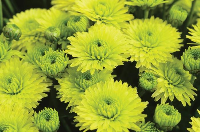 452 Mum Yellow Key Lime - View 4 from www redcrocus com