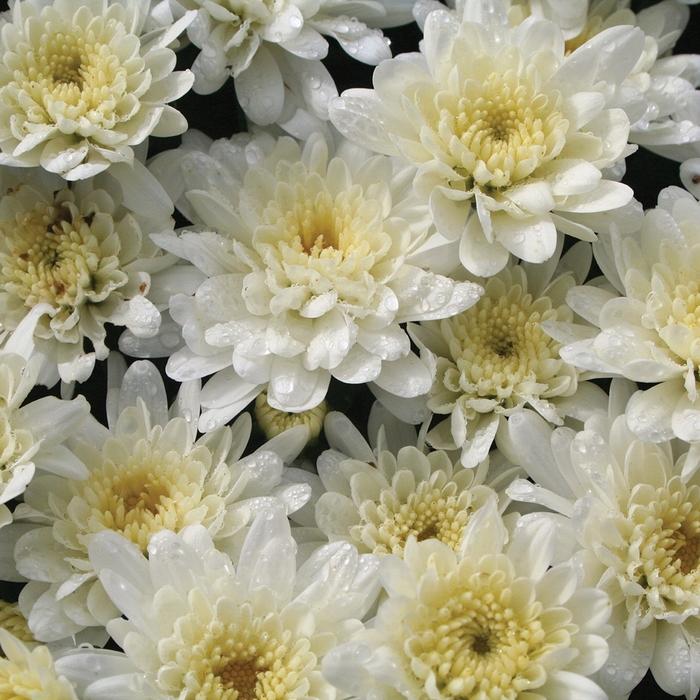 461 Mum White Makenzie White - View 2 from www redcrocus com