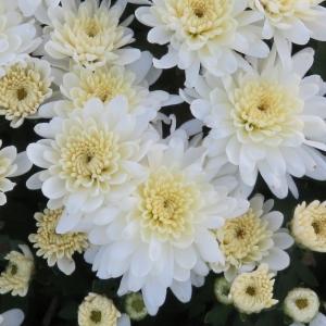 461 Mum White Makenzie White - View 3 from www redcrocus com