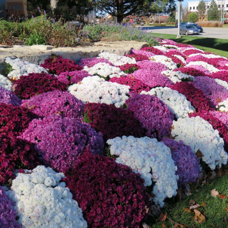461 Mum White Makenzie White - View 4 from www redcrocus com