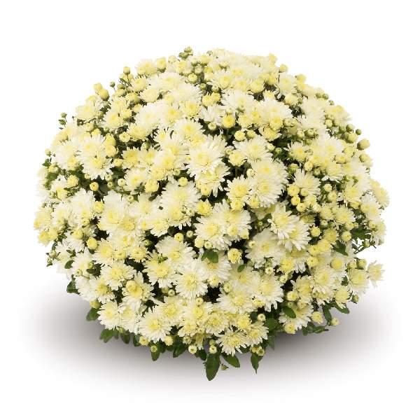 472 Mum White Aluga White - View 6 from www redcrocus com