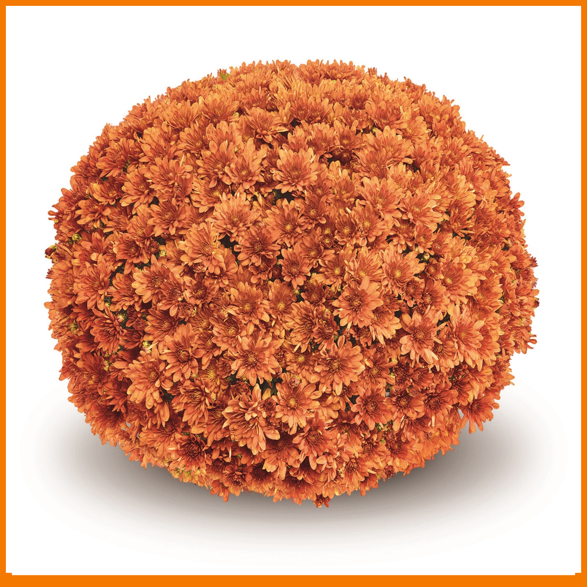 487 Mum Orange Arluno Orange - View 1 from www redcrocus com