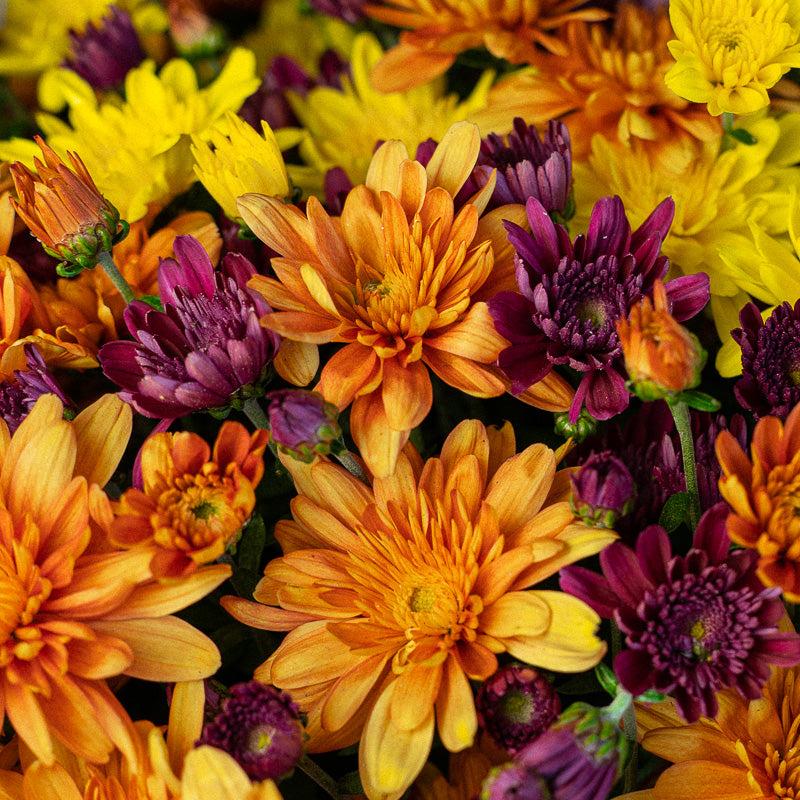 487 Mum Orange Arluno Orange - View 3 from www redcrocus com