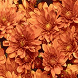 487 Mum Orange Arluno Orange - View 5 from www redcrocus com