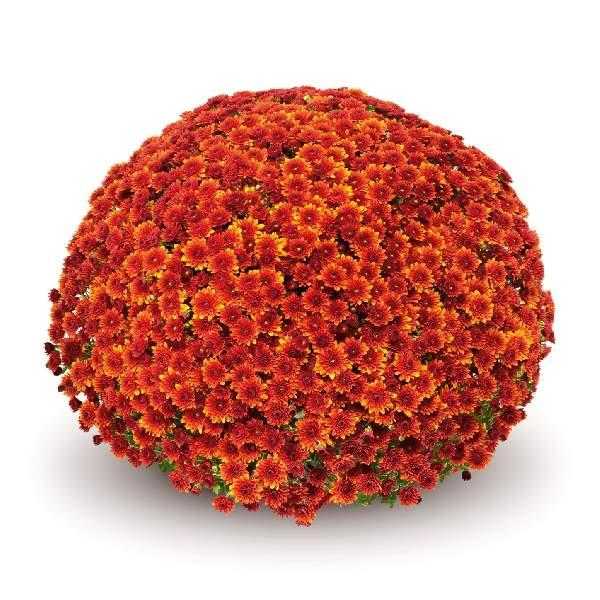 487 Mum Orange Arluno Orange - View 6 from www redcrocus com