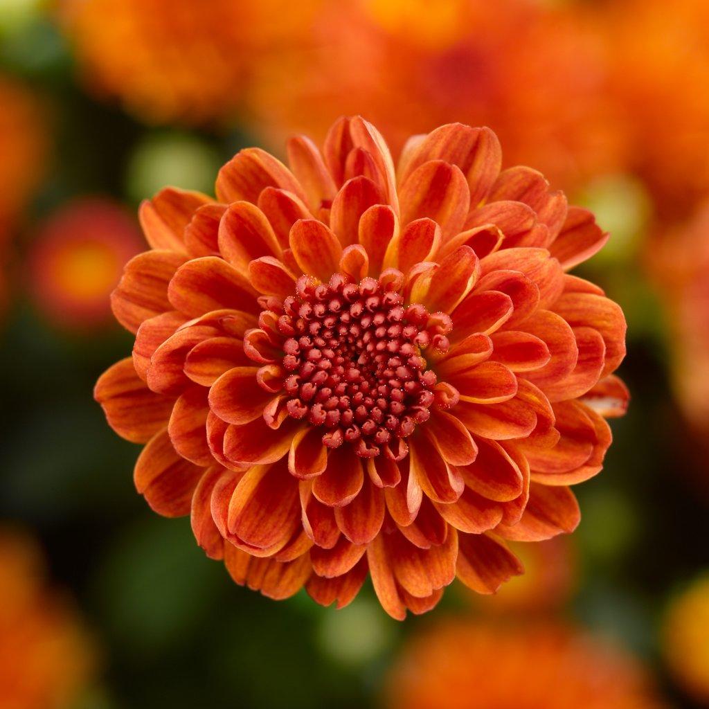 487 Mum Orange Arluno Orange - View 9 from www redcrocus com