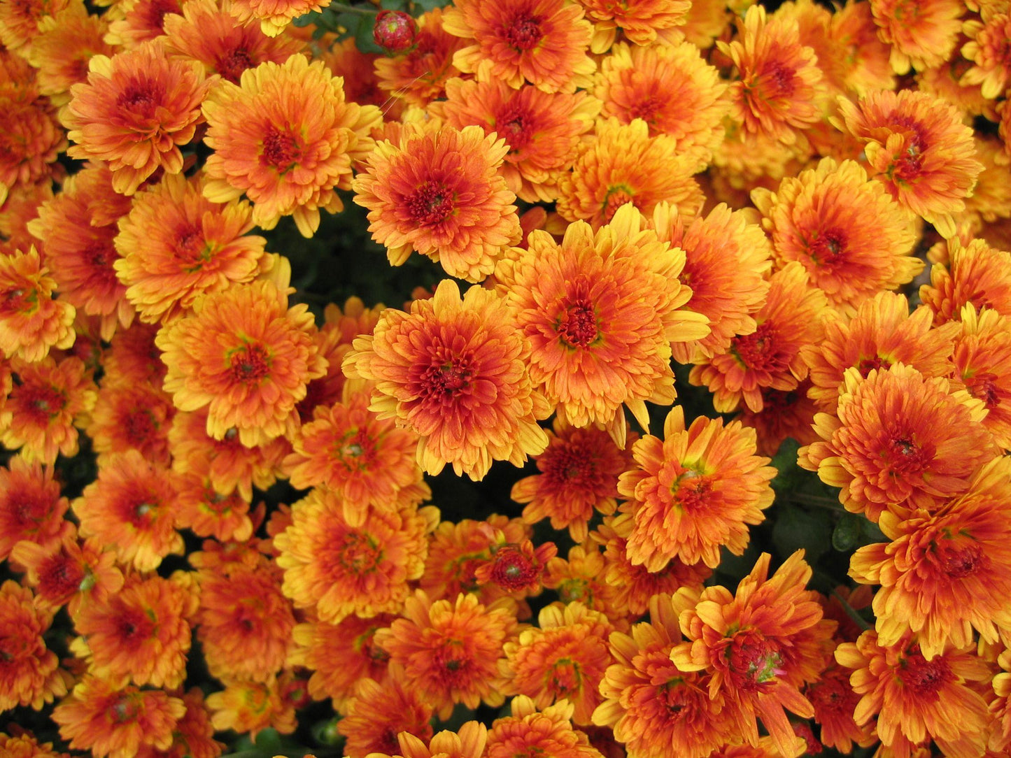 495 Mum Orange Fonti Orange - View 10 from www redcrocus com
