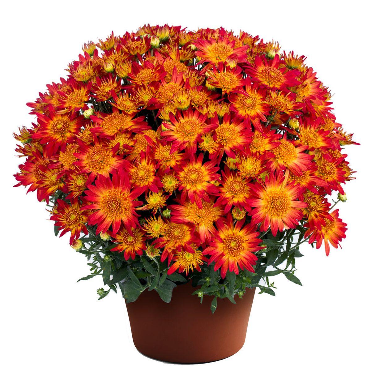 495 Mum Orange Fonti Orange - View 11 from www redcrocus com