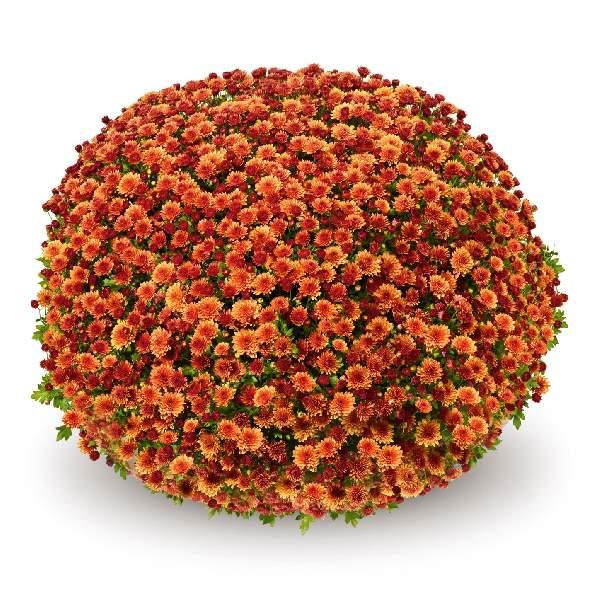495 Mum Orange Fonti Orange - View 3 from www redcrocus com