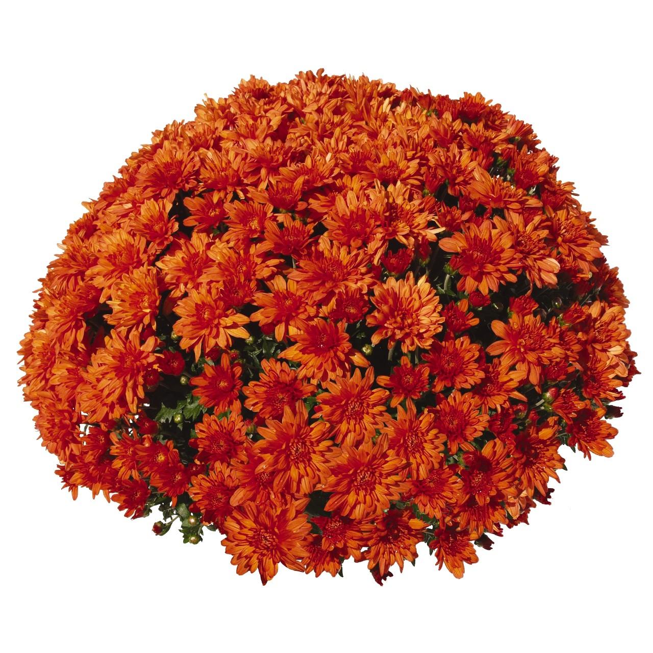495 Mum Orange Fonti Orange - View 4 from www redcrocus com