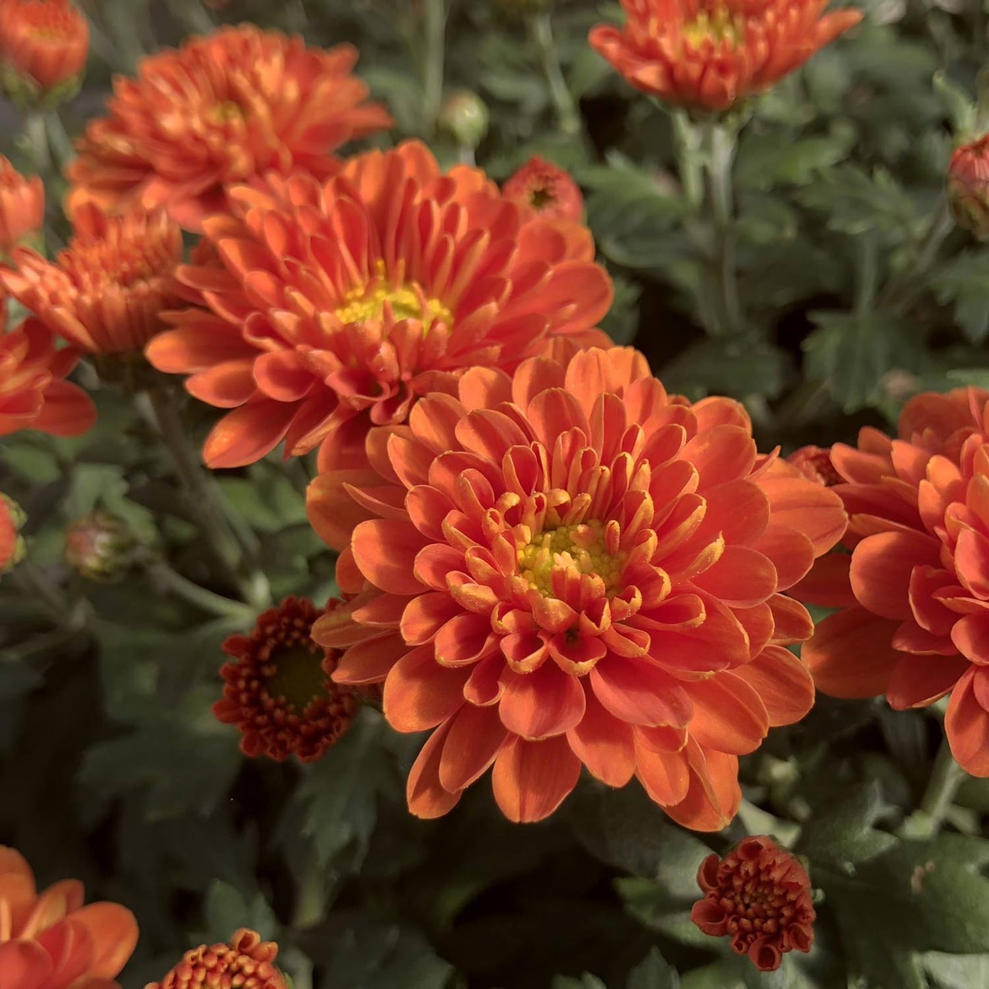 495 Mum Orange Fonti Orange - View 6 from www redcrocus com