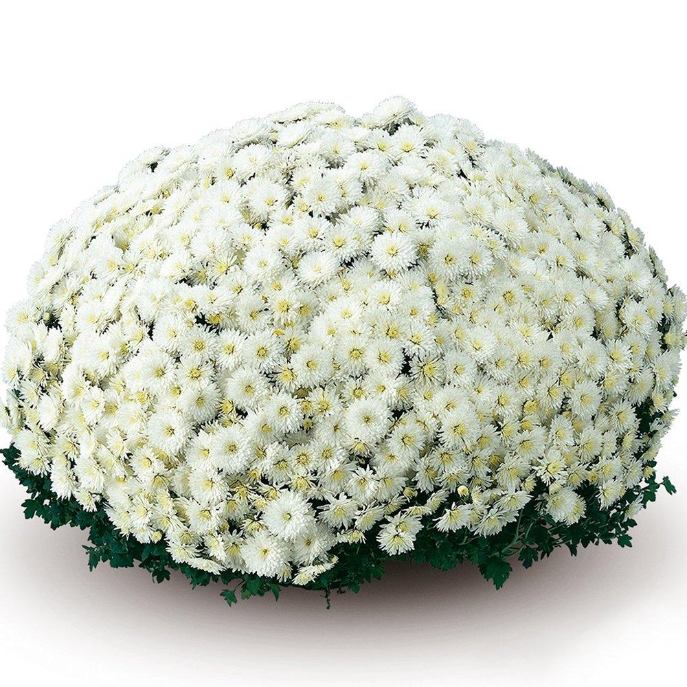 497 Mum White Fonti White - View 4 from www redcrocus com