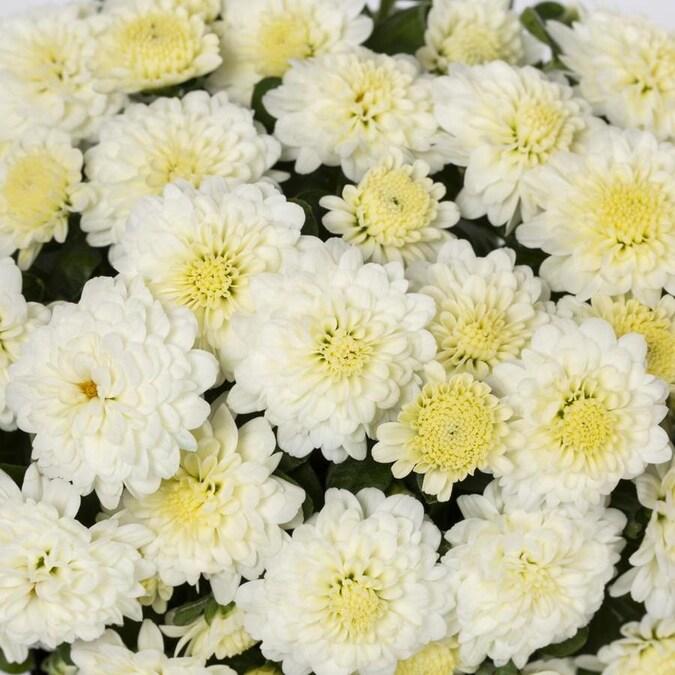 497 Mum White Fonti White - View 5 from www redcrocus com