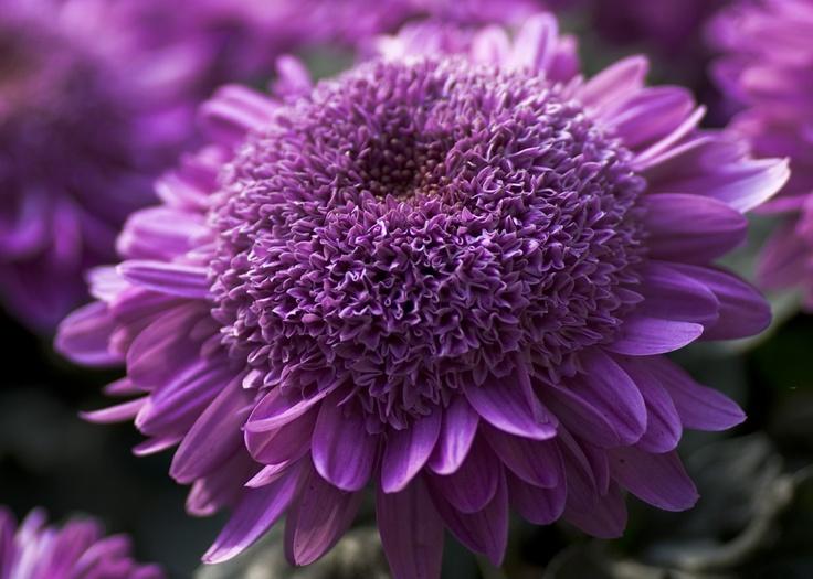 509 Mum Purple Poppin Purple - View 12 from www redcrocus com