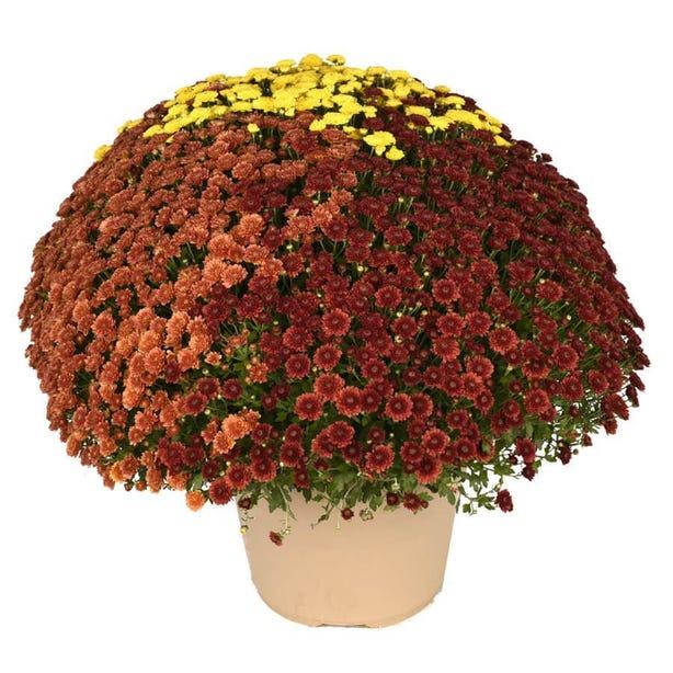512 Mum Red Rhonda Red - View 11 from www redcrocus com