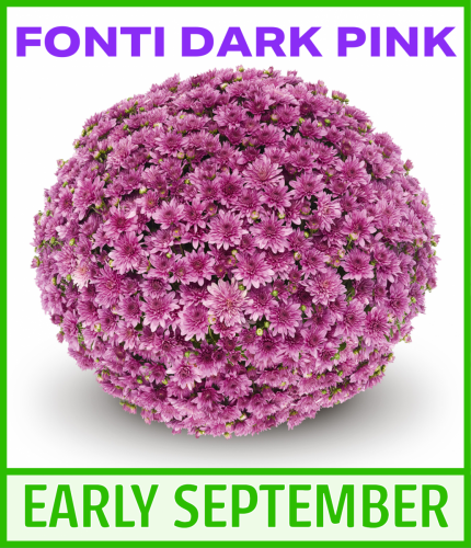 519 Mum Pink Fonti Dark Pink - View 7 from www redcrocus com