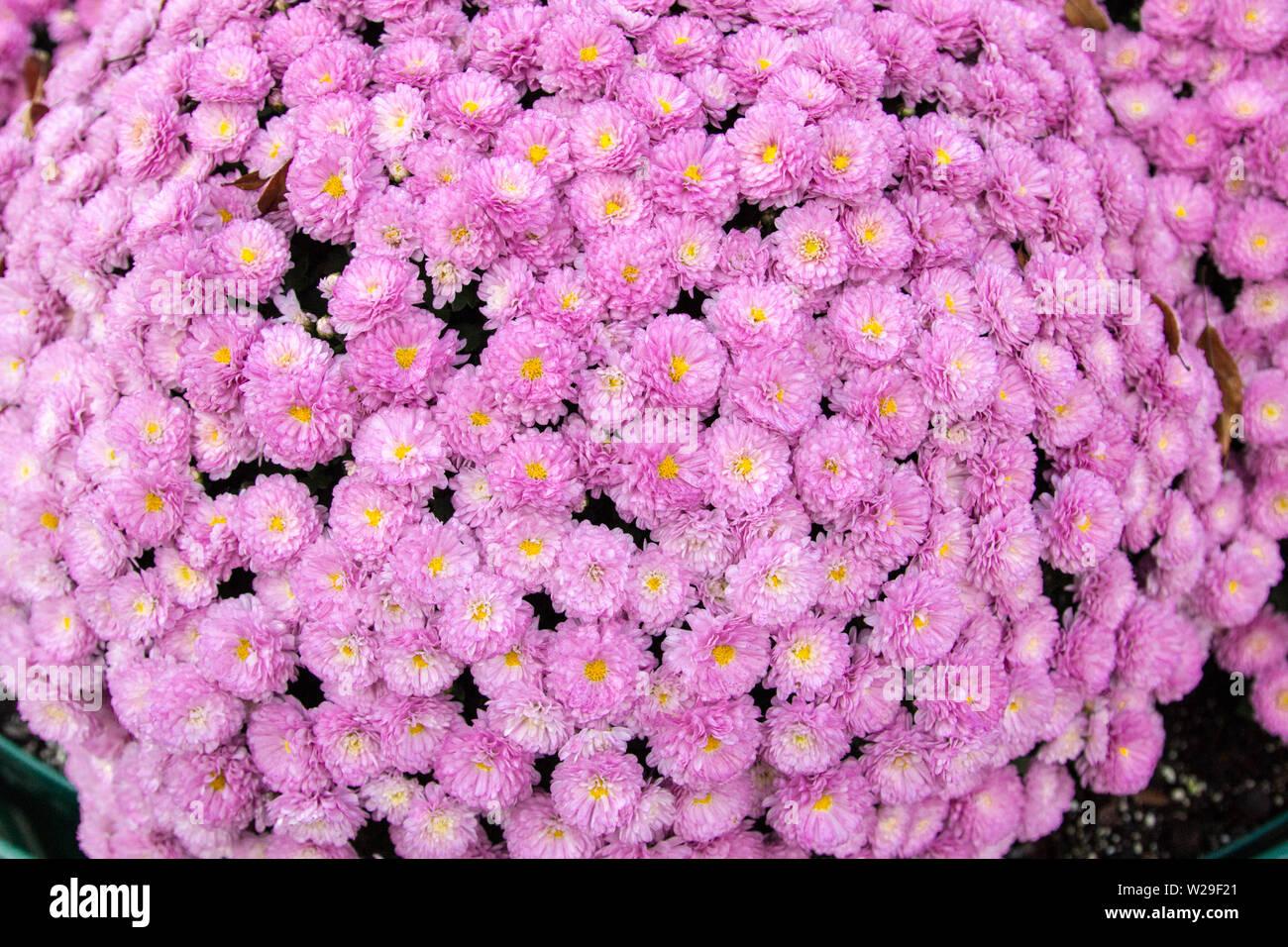534 Mum Pink Misty Lilac Pink - View 8 from www redcrocus com