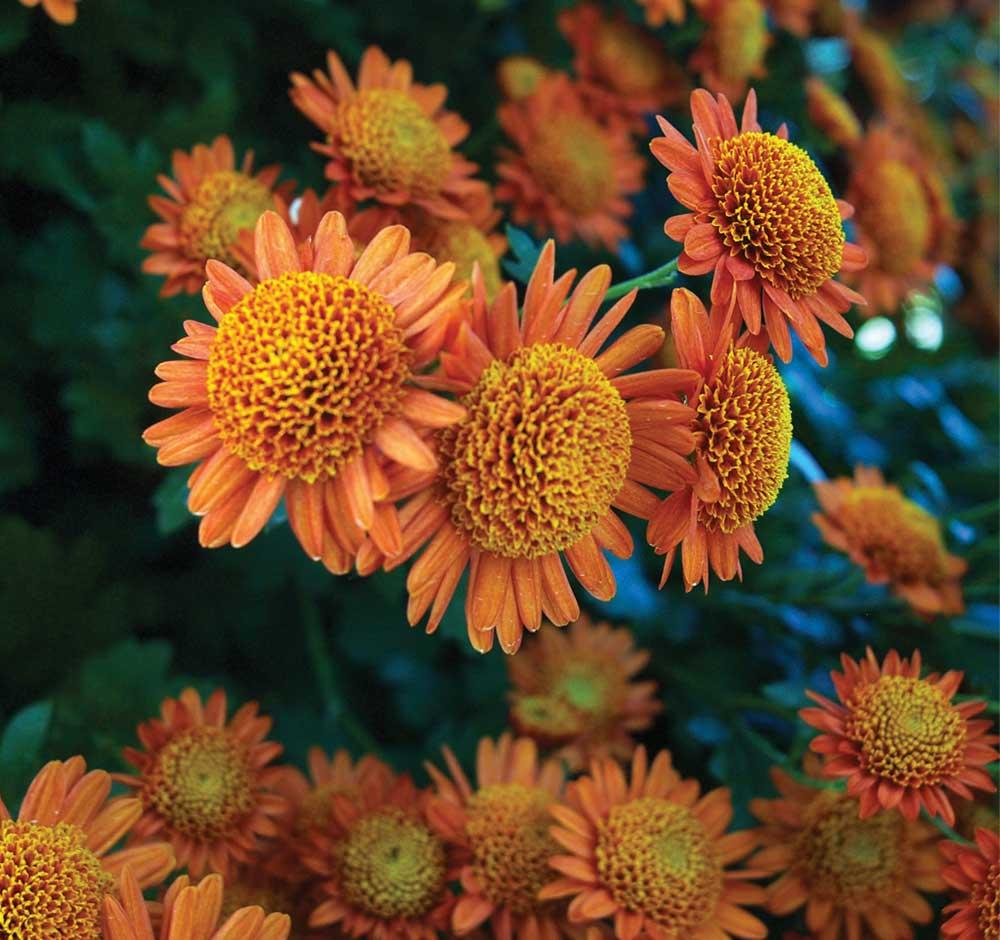 535 Mum Orange Tribeca Amber Orange - View 13 from www redcrocus com