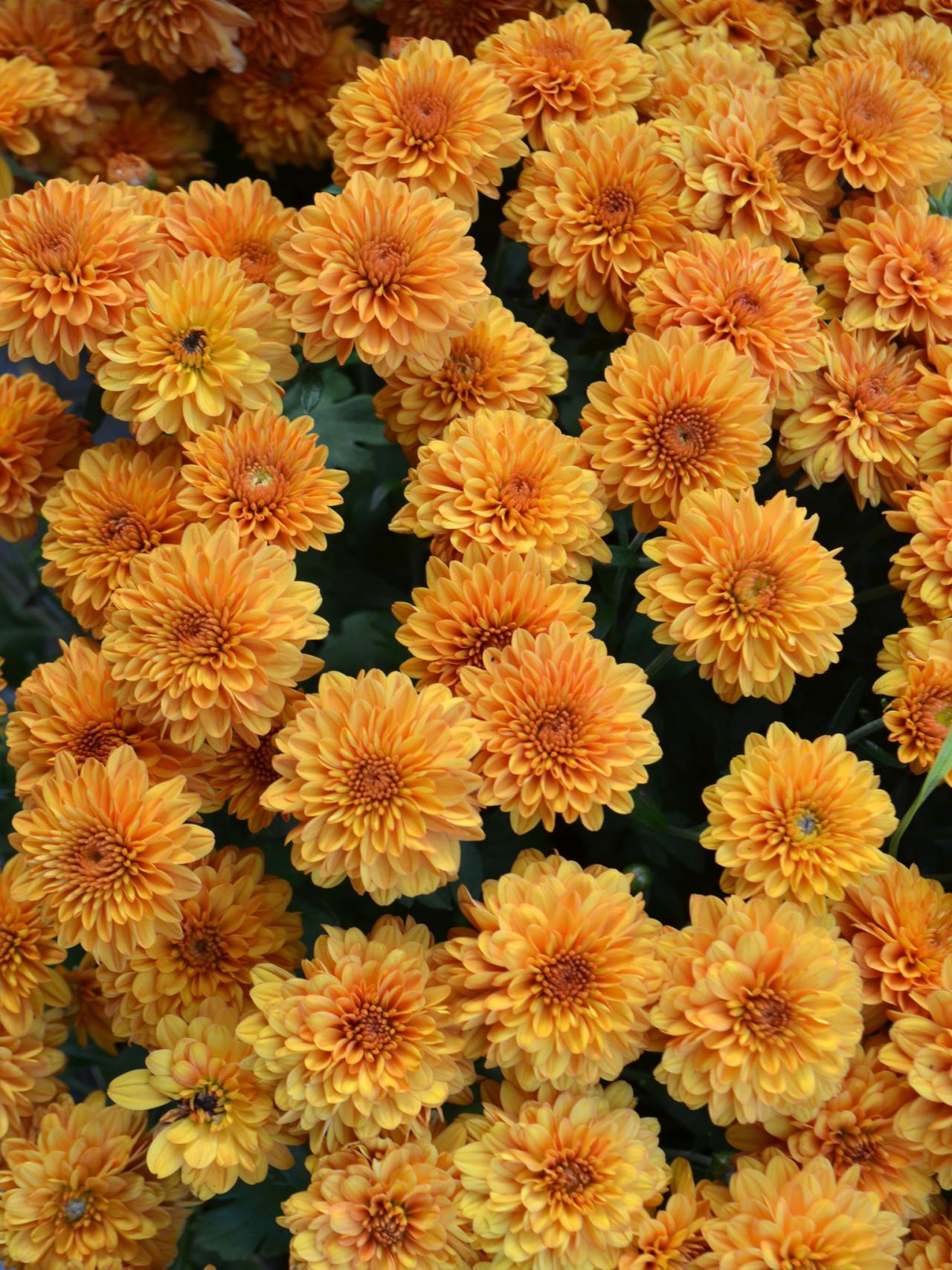 535 Mum Orange Tribeca Amber Orange - View 15 from www redcrocus com