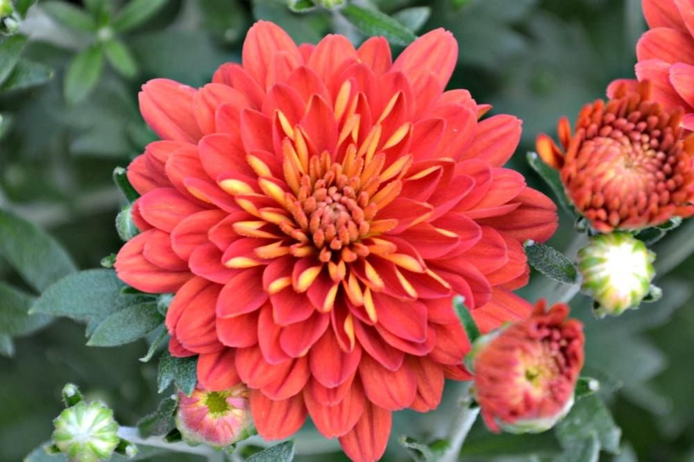 535 Mum Orange Tribeca Amber Orange - View 17 from www redcrocus com