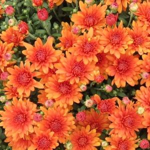 535 Mum Orange Tribeca Amber Orange - View 3 from www redcrocus com