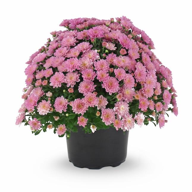 570 Mum Pink Pop Eye Pink - View 12 from www redcrocus com