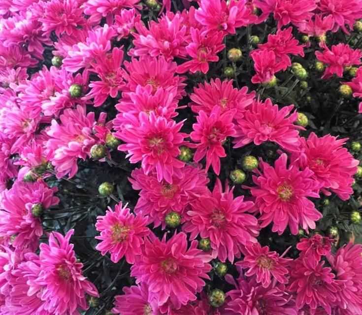 570 Mum Pink Pop Eye Pink - View 13 from www redcrocus com