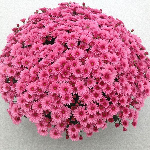 570 Mum Pink Pop Eye Pink - View 2 from www redcrocus com