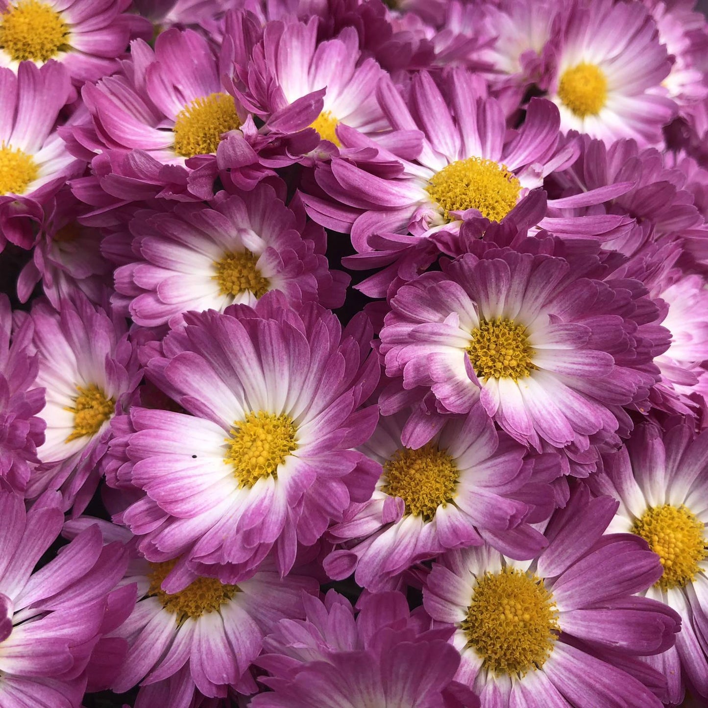 570 Mum Pink Pop Eye Pink - View 8 from www redcrocus com