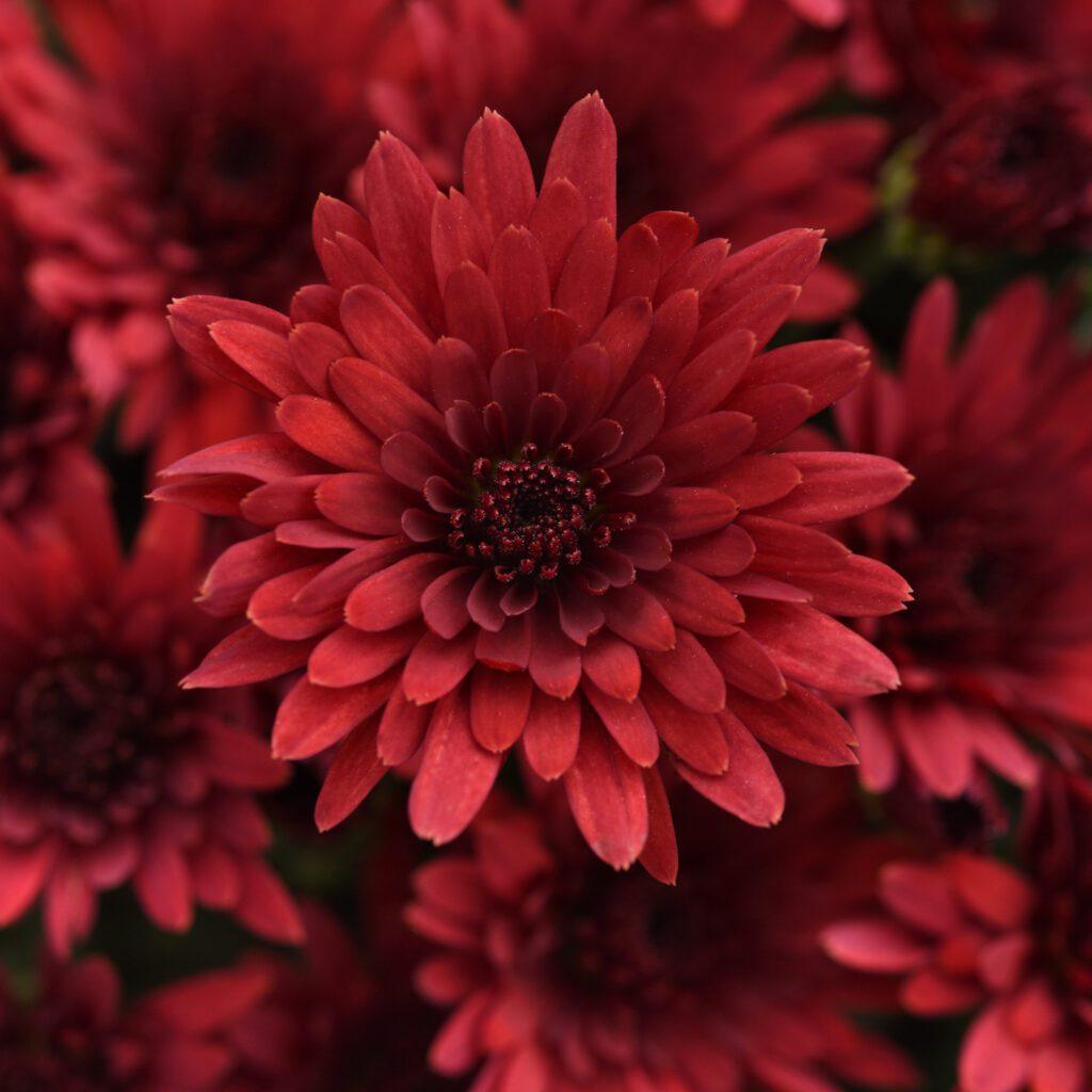 574 Mum Red Cosmic Fireball Red - View 1 from www redcrocus com