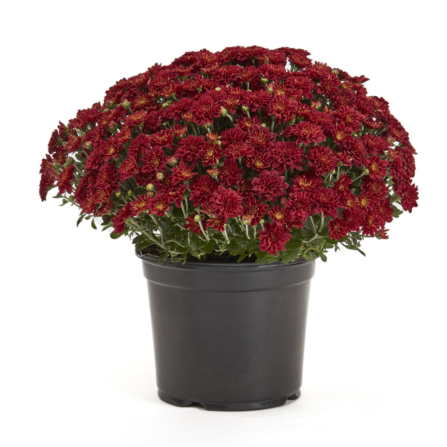 574 Mum Red Cosmic Fireball Red - View 4 from www redcrocus com