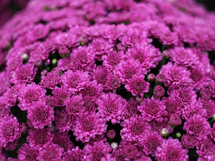 606 Mum Purple Prism Purple - View 13 from www redcrocus com