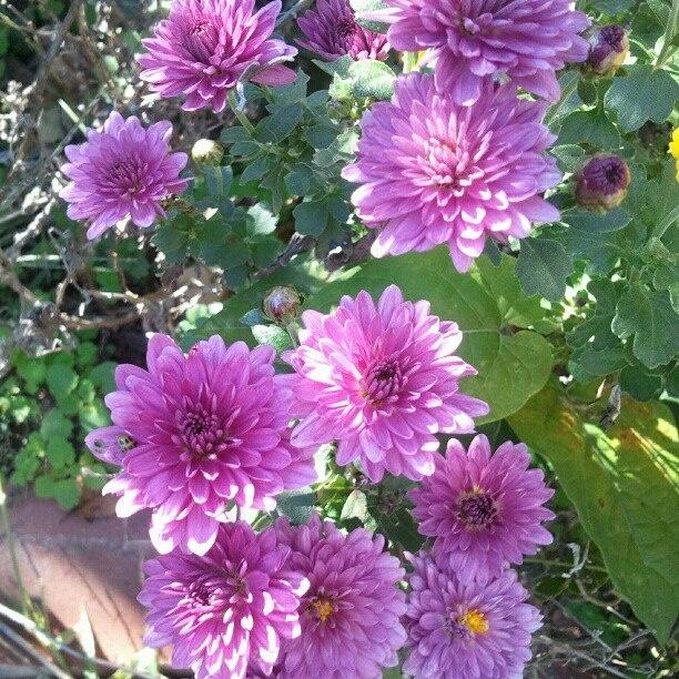606 Mum Purple Prism Purple - View 17 from www redcrocus com