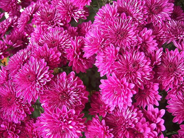 606 Mum Purple Prism Purple - View 19 from www redcrocus com